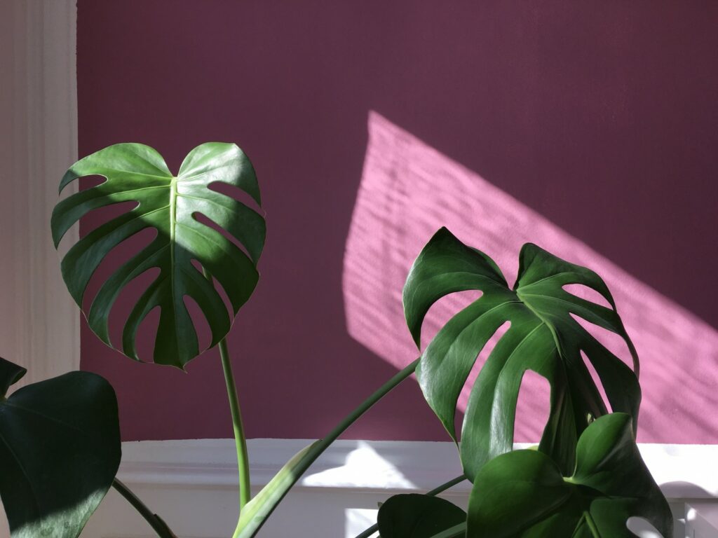 lyserød væg